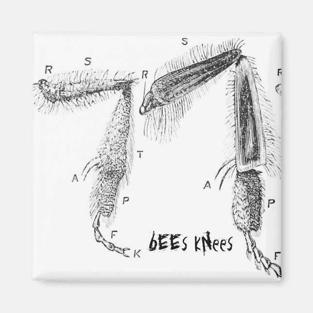 buzzart magnet (Vorne)