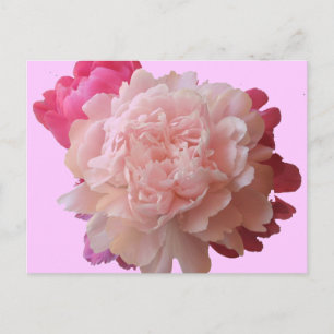 BV - Pink Peony Postcard Postkarte