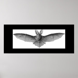 BVT POSTER