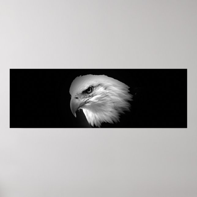 BW American Bald Eagle Print - Panoramabilder Poster (Vorne)