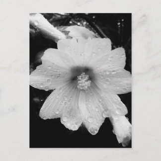 BW-Blume mit Regentropfen Postkarte