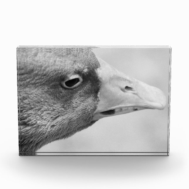 BW Goose Fotoblock (Vorderseite)