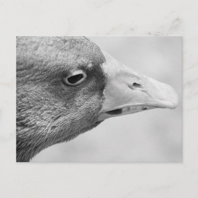 BW Goose Postkarte (Vorderseite)