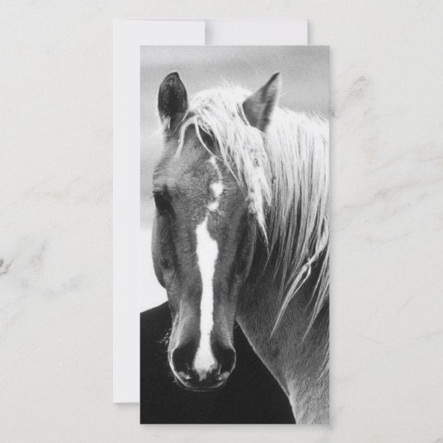 BW-Pferdeportrait (Vorderseite)