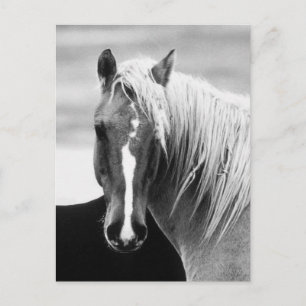 BW-Pferdeporträt Postkarte