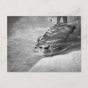 BW-Schwimmbecken Postkarte