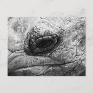 BW Tortoise Postkarte