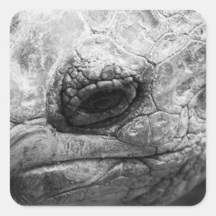 BW Tortoise Quadratischer Aufkleber