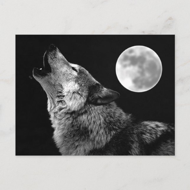 BW Wolf Howling auf dem Mond Postkarte (Vorderseite)