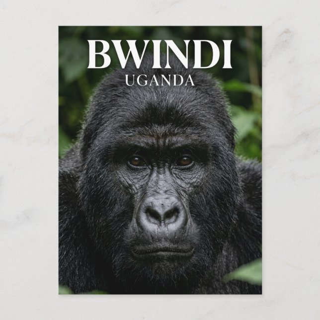 Bwindi Impenetrable Forest Uganda Postkarte (Vorderseite)
