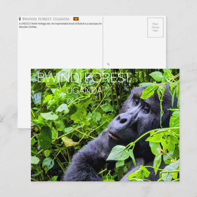 Bwindi-Wald, Uganda Reise-Postkarte Postkarte (Vorne/Hinten)