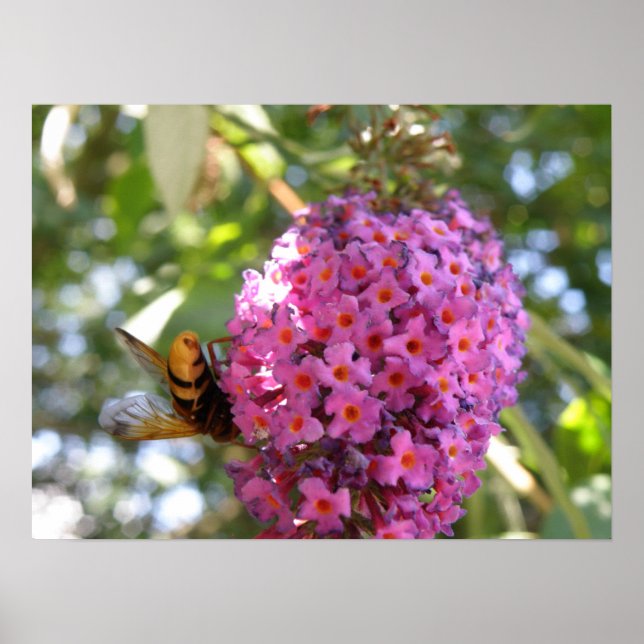 Bye Bye Hoverfly Print Poster (Vorne)