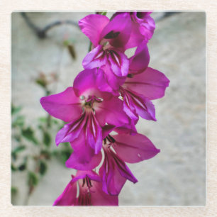 Byzantine Gladiolus Glasuntersetzer