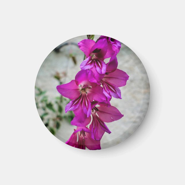 Byzantine Gladiolus Magnet (Vorne)