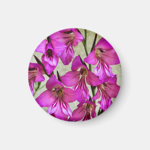 Byzantine Gladiolus Magnet