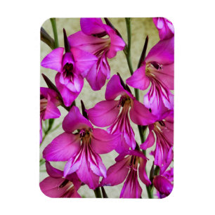 Byzantine Gladiolus Magnet