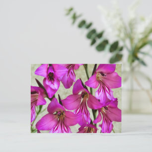 Byzantine Gladiolus Postkarte