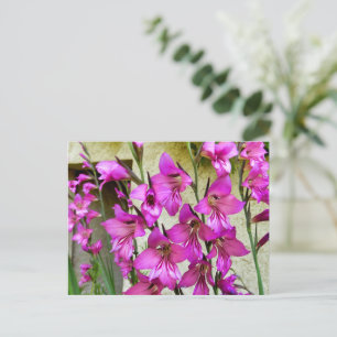 Byzantine Gladiolus Postkarte