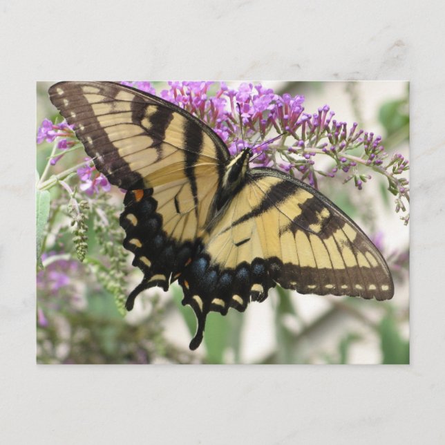 BZ-Frack Schmetterling Postkarte (Vorderseite)