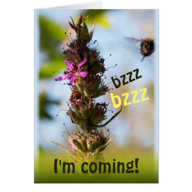 Bzzz, ich komme! CC0764 (Vorne)