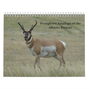 C11 Gabelantilope-Kalender Kalender