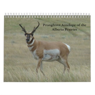 C11 Pronghorn Antelope Calendar Kalender