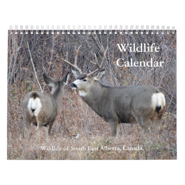 C13 Wildlife Calendar Kalender (Titelbild)
