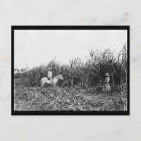 c1904 Cutting Cane on a Cuban Sugar Plantation