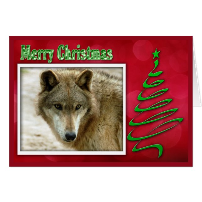 c-2011-grau-wolf-048 (Vorderseite (Horizontal))