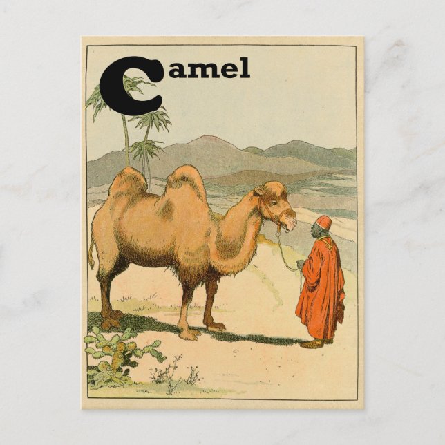 C ist für Camel - Alphabet Animal Postkarte (Vorderseite)