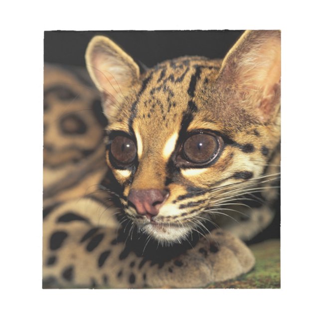 CA, Central Panama, Soberania NP, Margay 2 Notizblock (Vorderseite)