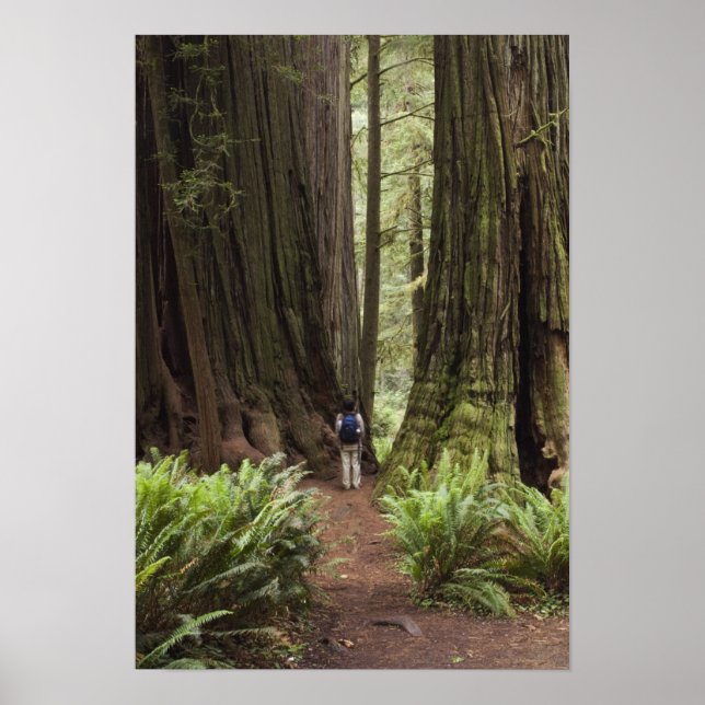 CA, Jedediah Smith Redwoods Staat Park, Poster (Vorne)