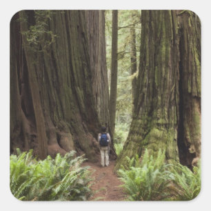 CA, Jedediah Smith Redwoods Staat Park, Quadratischer Aufkleber