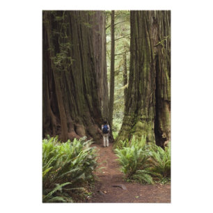 CA, Jedediah Smith Redwoods State Park, Fotodruck
