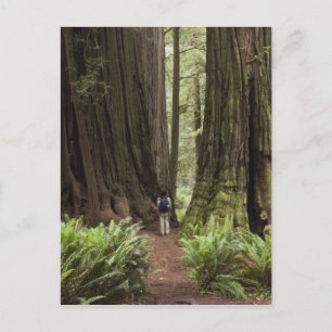 CA, Jedediah Smith Redwoods State Park, Postkarte