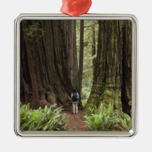 CA, Jedediah Smith Redwoods State Park, Silbernes Ornament