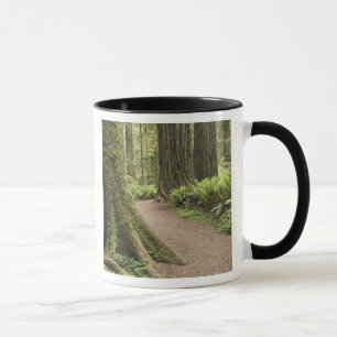CA, Jedediah Smith Staat Park, Simpson Reed Tasse