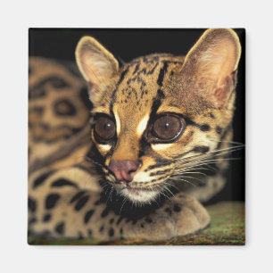 CA, Mittelpanama, Soberania NP, Margay 2 Magnet