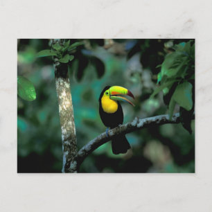 CA, Panama, Soberania NP, Keel-Billed Tucan in Postkarte