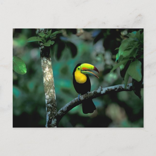 CA, Panama, Soberania NP, Keel-Billed Tucan in Postkarte (Vorderseite)