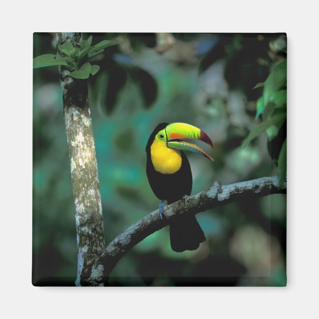 CA, Panama, Soberania NP, Keel-Billed Tuccan Magnet (Vorne)