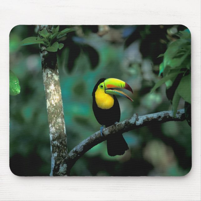 CA, Panama, Soberania NP, Keel-Billed Tuccan Mousepad (Vorne)