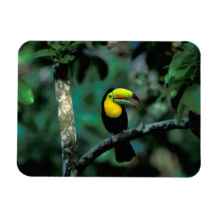 CA, Panama, Soberania NP, Tukan mit farbenprächtig Magnet