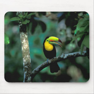 CA, Panama, Soberania NP, Tukan mit Keilschnabel Mousepad