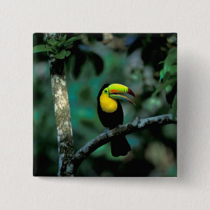 CA, Panama, Soberania NP, Tukan mit regenbogenförm Button