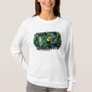 CA, Panama, Soberania NP, Tukan mit regenbogenförm T-Shirt
