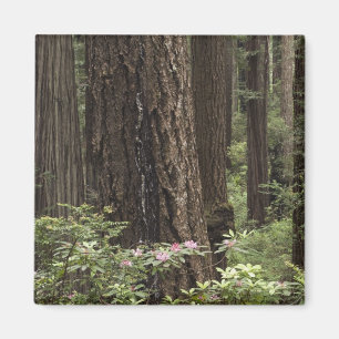 CA, Prairie Creek Staat Park, Küste Magnet