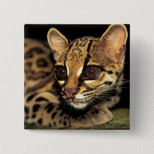 CA, Zentralpanama, Soberania NP, Margay 2 Button