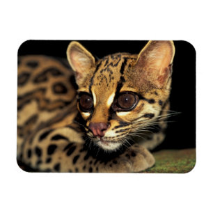 CA, Zentralpanama, Soberania NP, Margay 2 Magnet