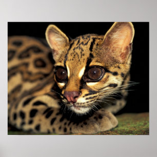 CA, Zentralpanama, Soberania NP, Margay 2 Poster